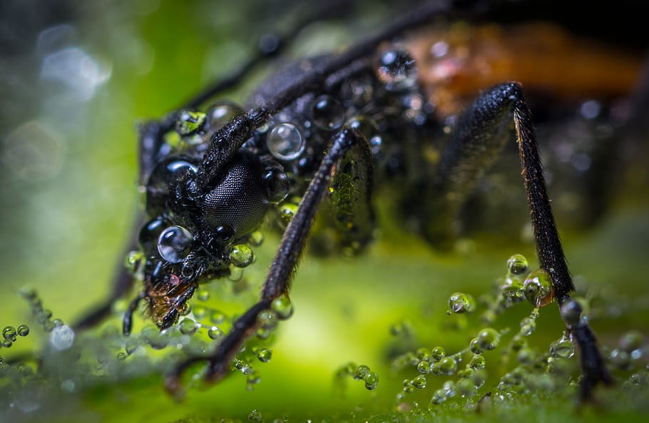 Macro Photography of Brown Beetle With Dew Drops, arachnid, blur