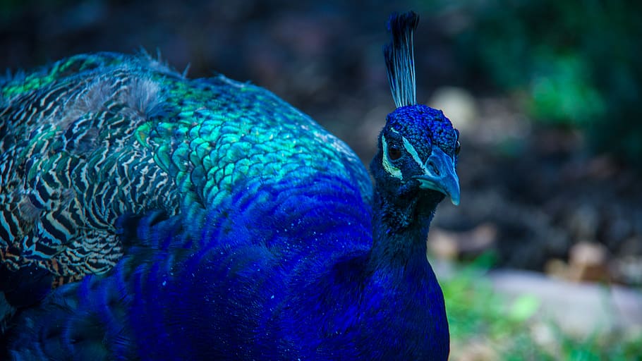bird, picock, animal themes, blue, one animal, vertebrate, peacock HD wallpaper
