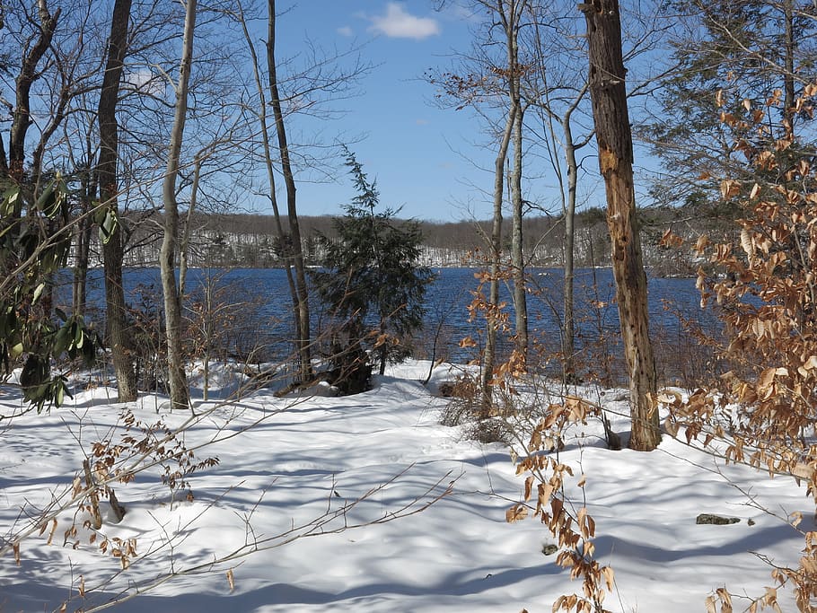 lake, snow, trees, blue, sky, tan, cold, plant, winter, cold temperature HD wallpaper