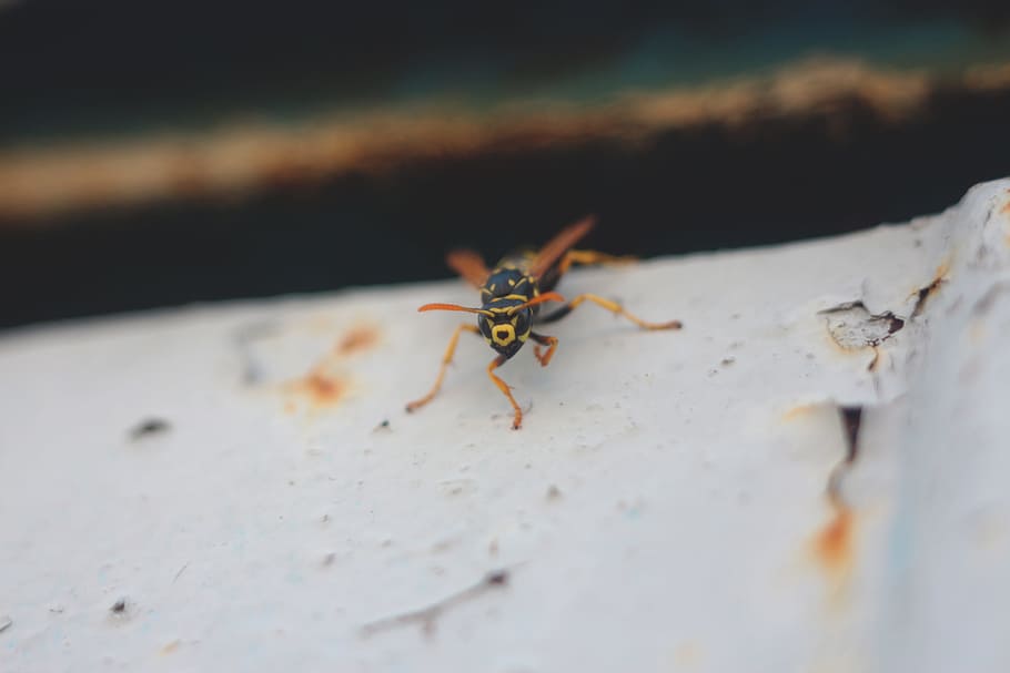 wasp, insect, nature, bug, macro, invertebrate, animal wildlife HD wallpaper