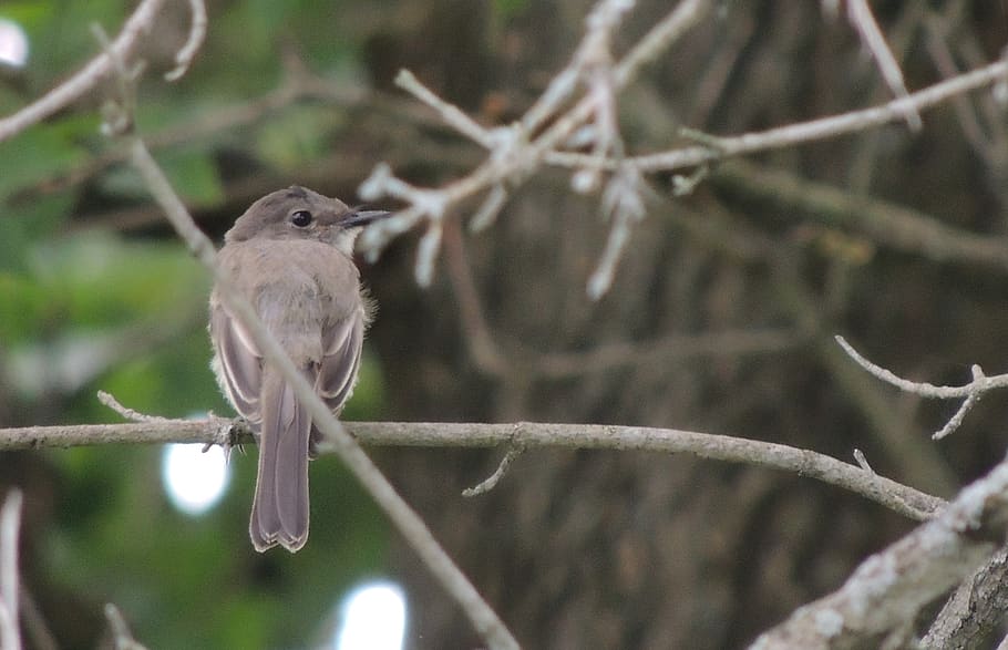 bird, sparrow, branch, animals in the wild, vertebrate, animal wildlife HD wallpaper