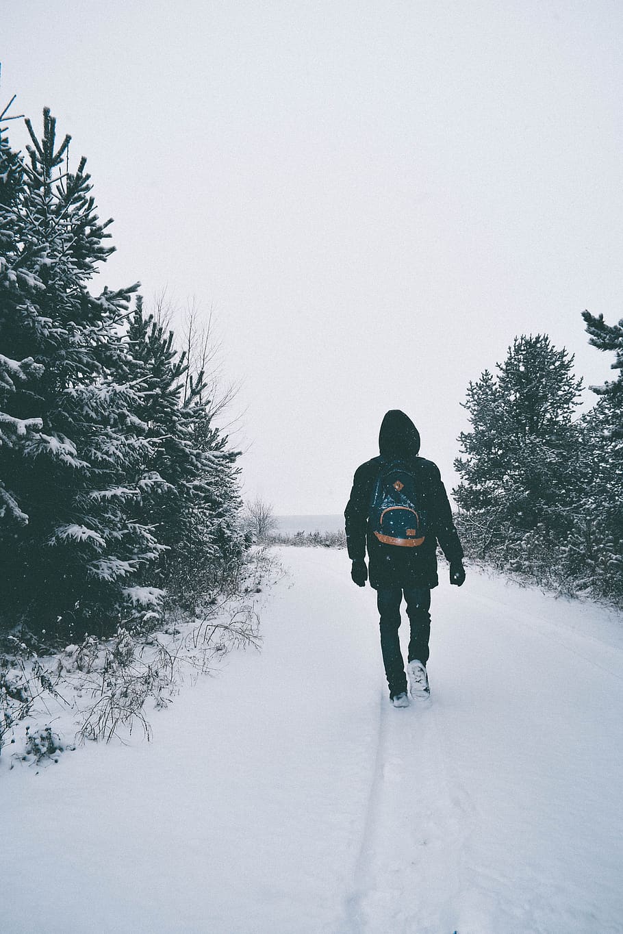 man walking on snow in between trees, white, winter, road, cold temperature HD wallpaper