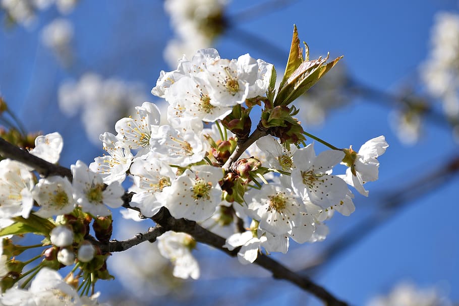white flowers, branches, spring, blossom, blooming, nature HD wallpaper