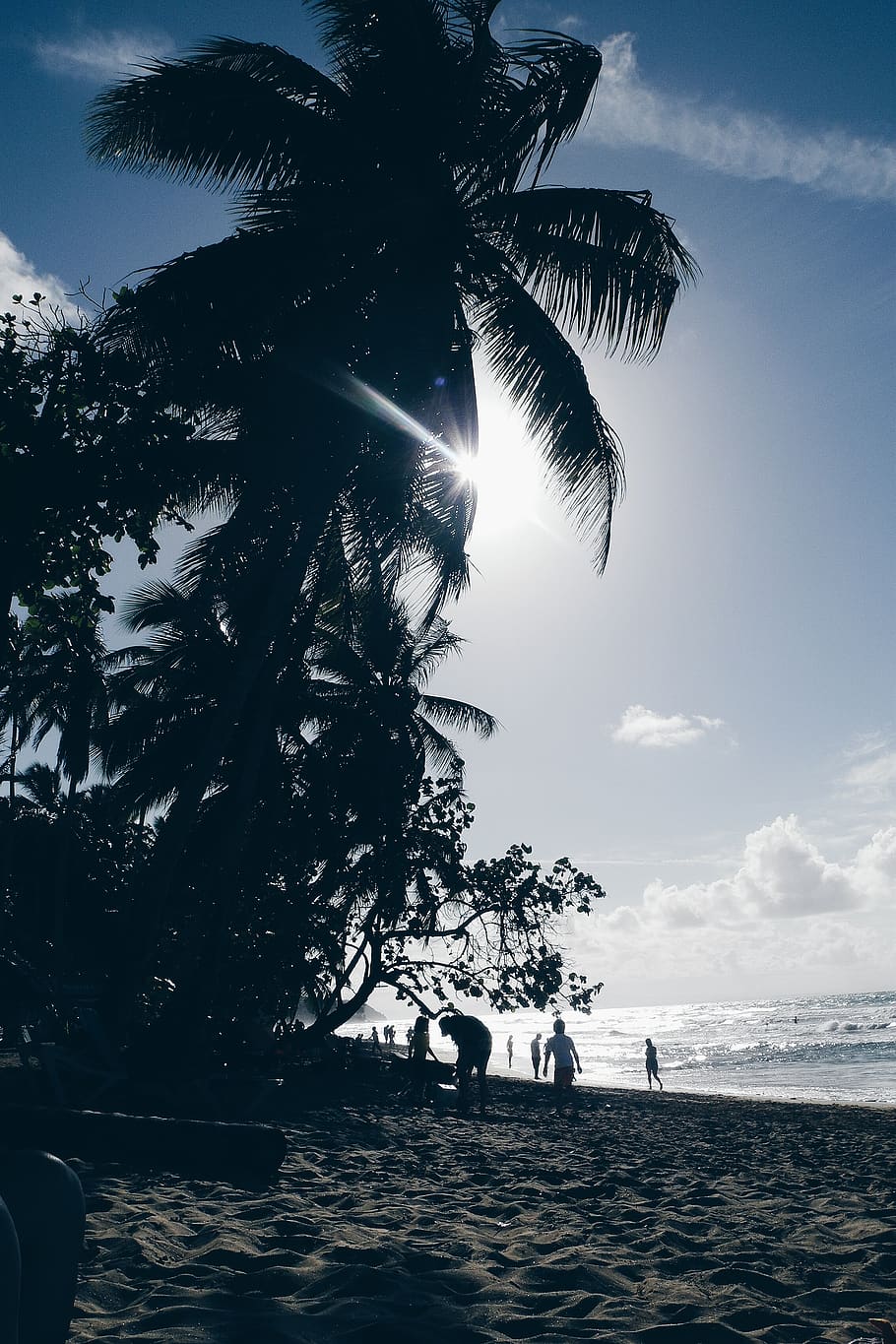 sky, water, tree, sea, nature, sunlight, plant, palm tree, beauty in nature HD wallpaper