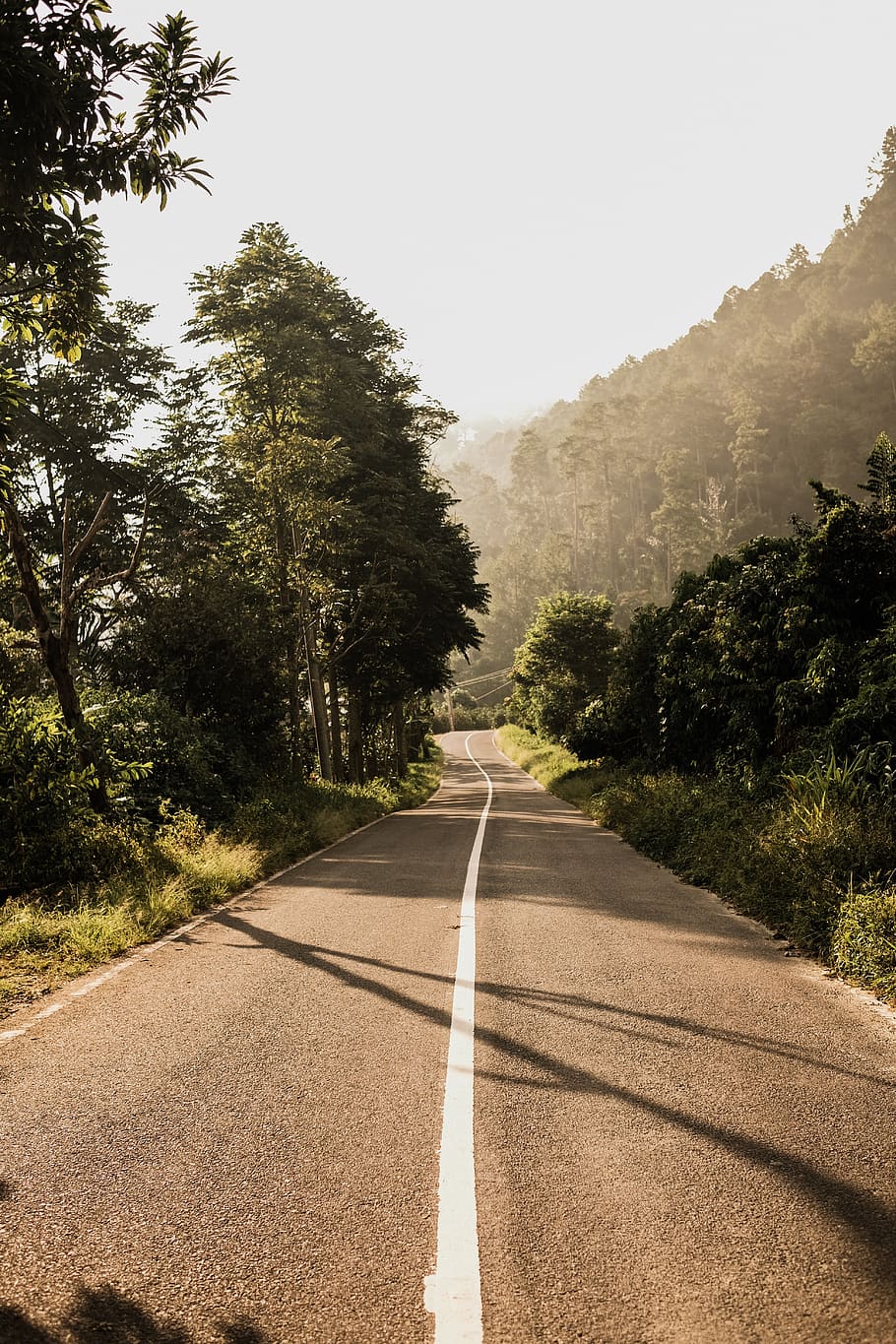 gray concrete road during daytime, tree, plant, transportation HD wallpaper