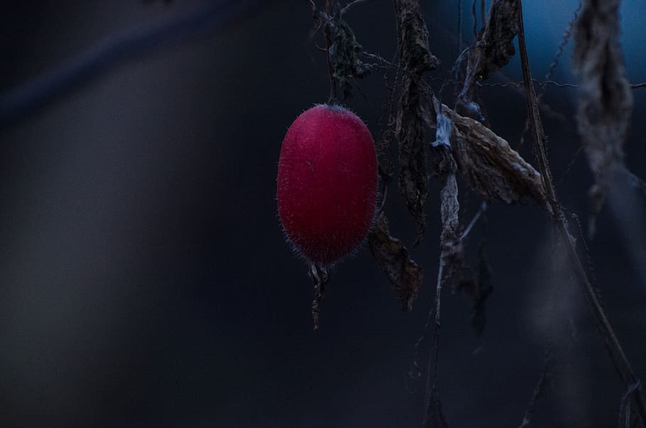 haws, berry, red, seed, plant, close-up, hanging, no people HD wallpaper