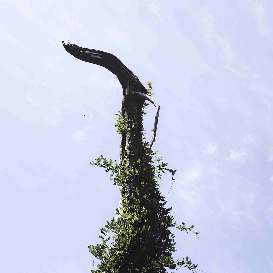 tree, plant, sky, low angle view, no people, nature, growth HD wallpaper