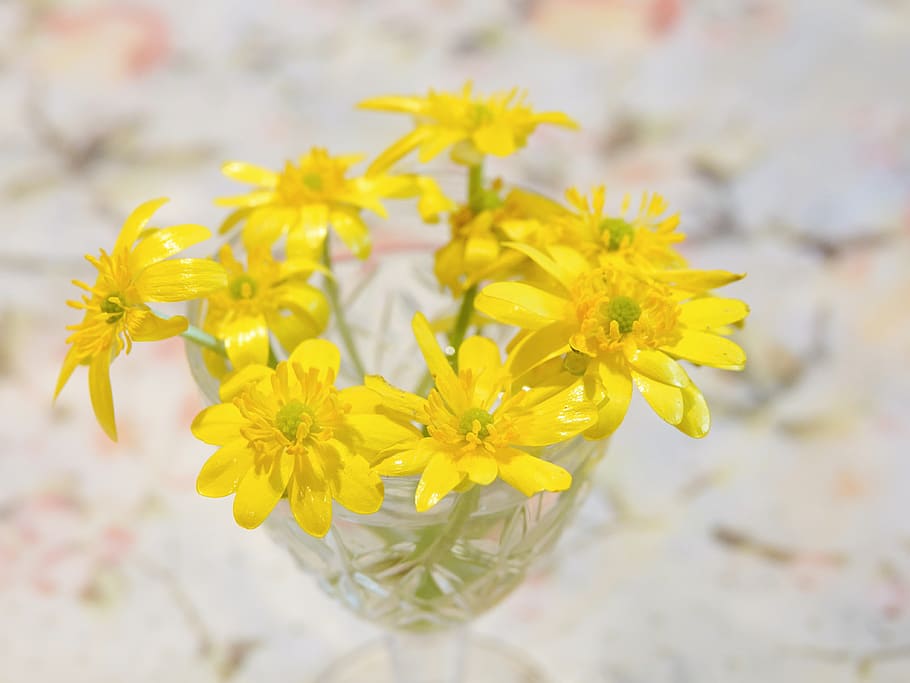 flowers, nature, spring, yellow, flowering plant, freshness HD wallpaper