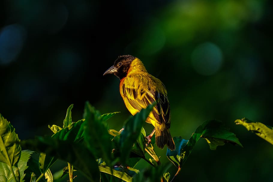 Shallow Focus Photography Of Yellow And Brown Bird On Green Leafed Tree HD wallpaper