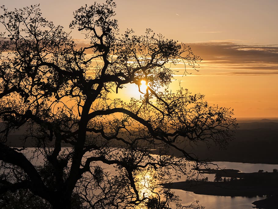 trees, sunset, water, lake, sky, plant, beauty in nature, scenics - nature HD wallpaper