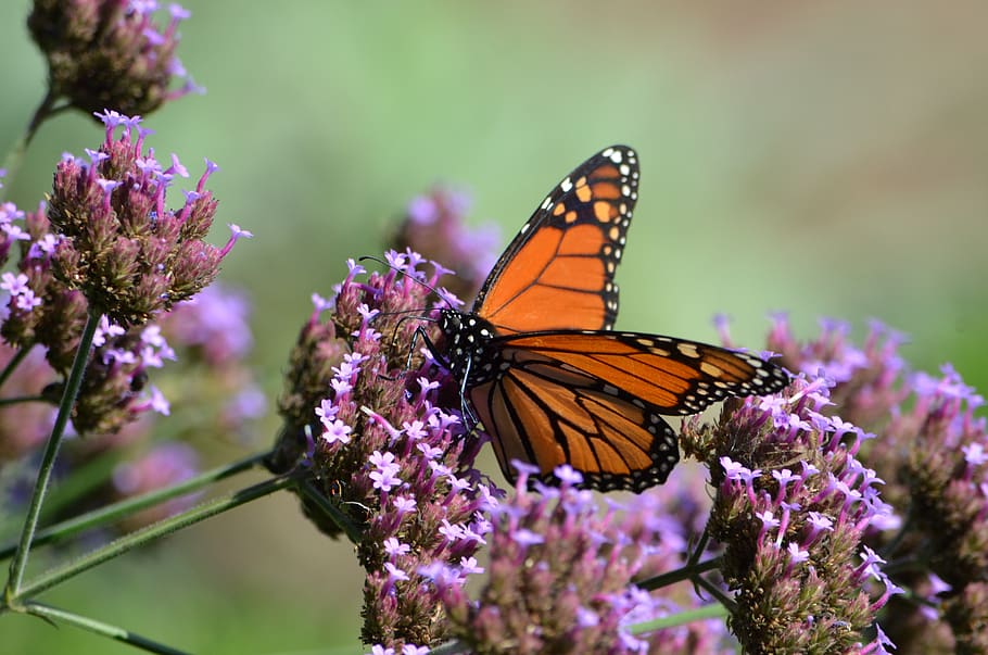 butterfly, monarch, insect, nature, butterflies, colorful, wings HD wallpaper