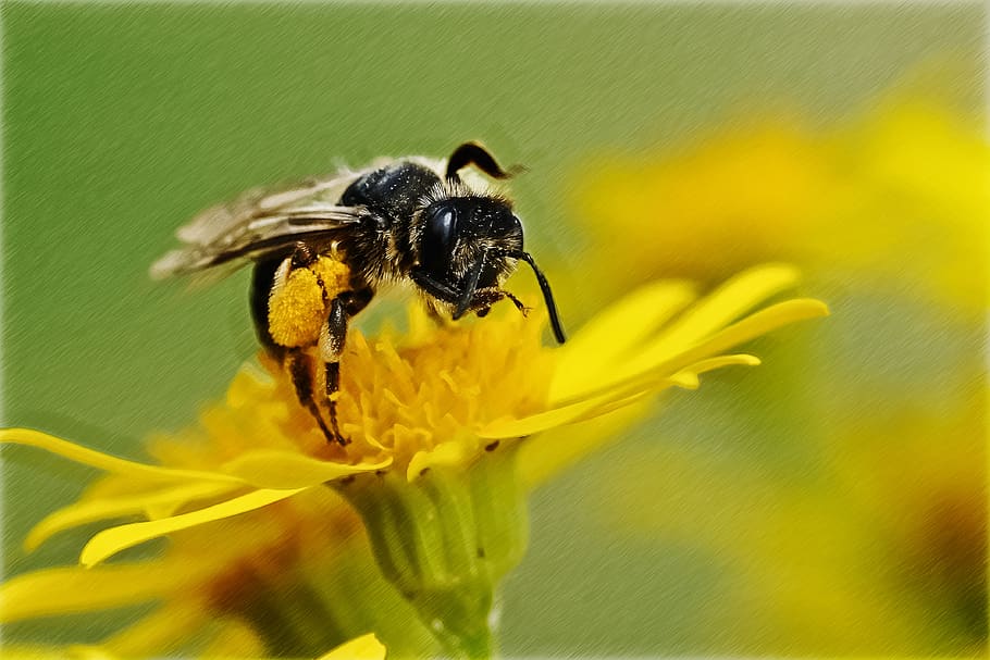Close-up of Bee on Yellow Flower, bloom, blossom, flora, insect HD wallpaper