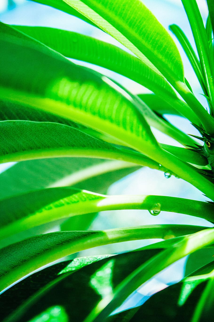 leaf, plant, green, vegetation, tree, arecaceae, palm tree HD wallpaper