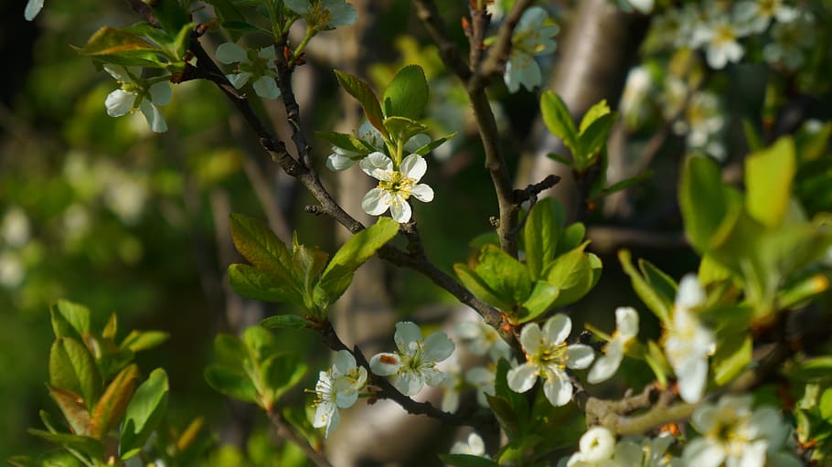 nature, plants, twigs, tree, white, flowers, spring, growth HD wallpaper