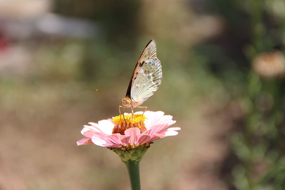 flower, insect, butterfly, bloom, macro, insects, nature, wing HD wallpaper
