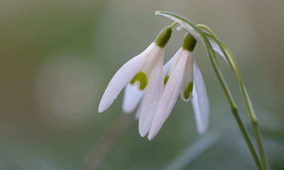 snowdrop, spring, flower, nature, plant, blossom, bloom, garden HD wallpaper