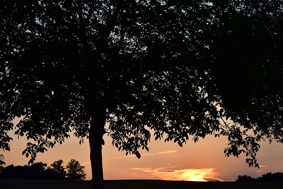 tree, sunset, nature, evening, dusk, sunlight, twilight, mood HD wallpaper