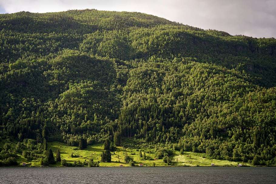 fjord, forest, nature, landscape, norway, barns, tree, green color HD wallpaper