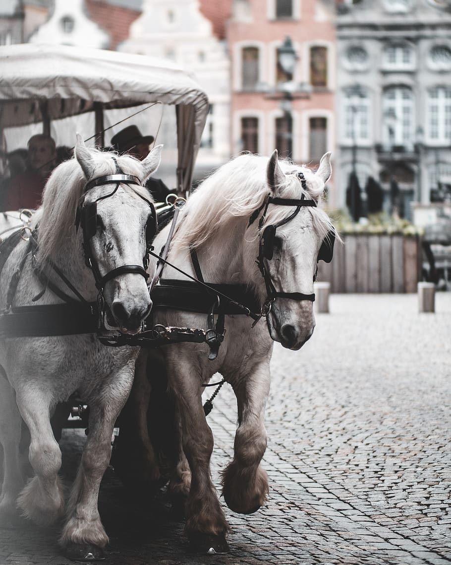 two white horses, animal, mammal, human, person, horse cart, wagon HD wallpaper