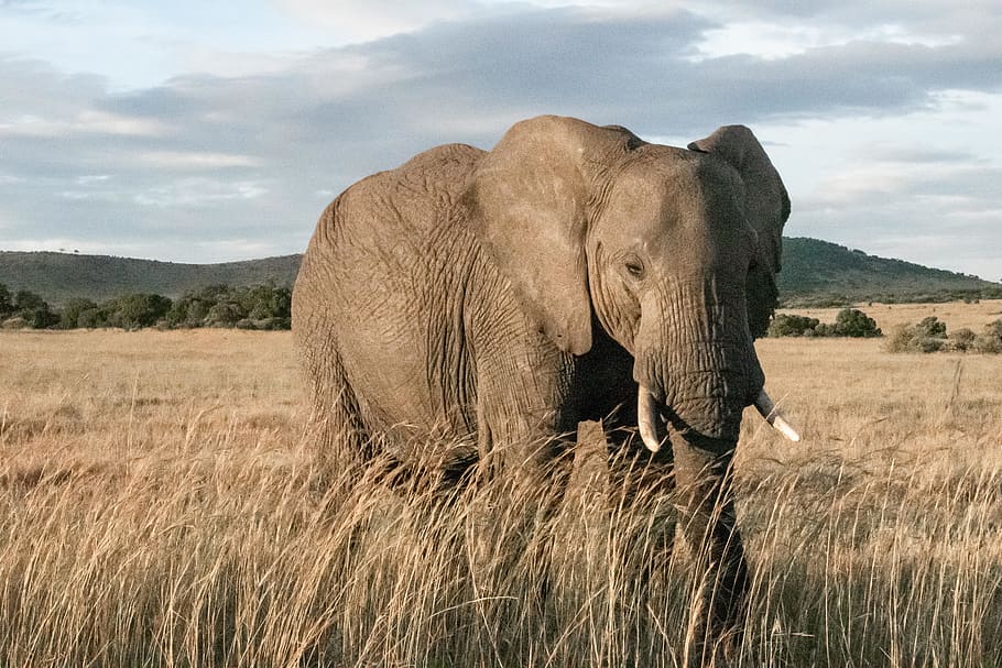 adult elephant standing in wheat field, wildlife, mammal, animal