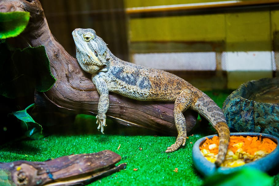 iguana, lizard, reptile, dragon, animals, green, exotic, head HD wallpaper