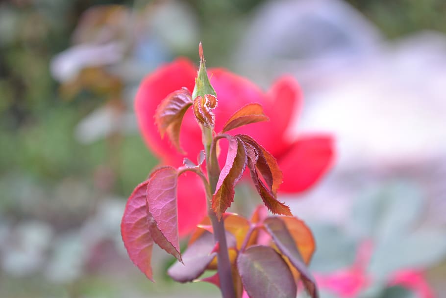 rose, garden, flower, nature, plant, pink, romantic, beauty in nature HD wallpaper