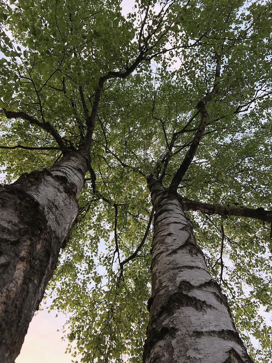 tree, plant, low angle view, trunk, tree trunk, growth, branch HD wallpaper