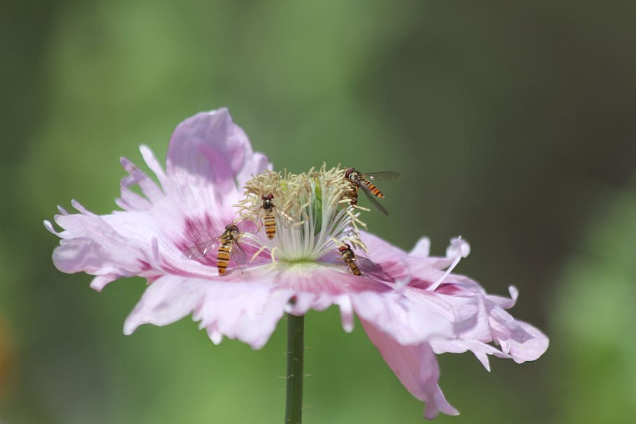 mack, lilac poppy, insects, pollination, stamens, pistils, closeup HD wallpaper