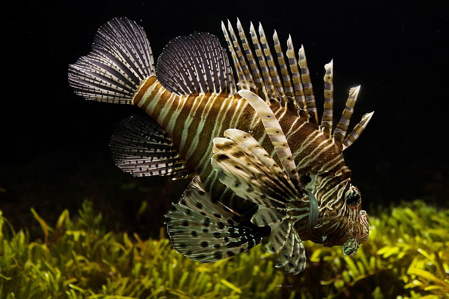 lionfish, animal, wild, nature, ocean, under, underwater, seacreature HD wallpaper