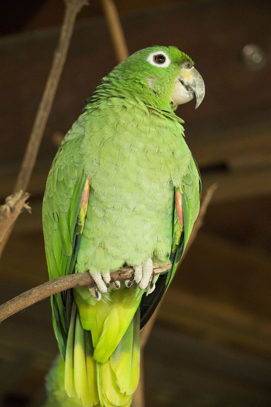 lora, parrot, perico, green, ave, bird, fauna, peak, latin america HD wallpaper