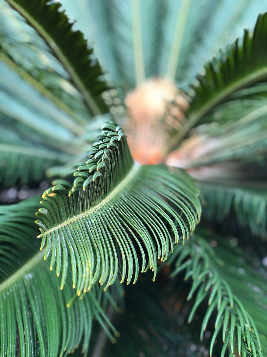 leaf, green color, plant part, growth, close-up, beauty in nature HD wallpaper