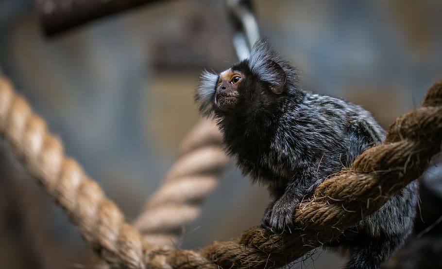 Shallow Focus Photography of Brown and Gray Bat, animal, blur HD wallpaper