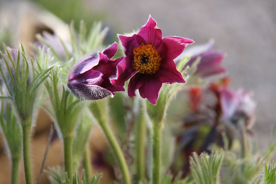 flower, anemone, spring, nature, plant, flowering plant, fragility HD wallpaper