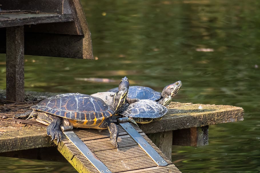 turtle, group, relax, water turtle, confused, mess, chaos, rest HD wallpaper