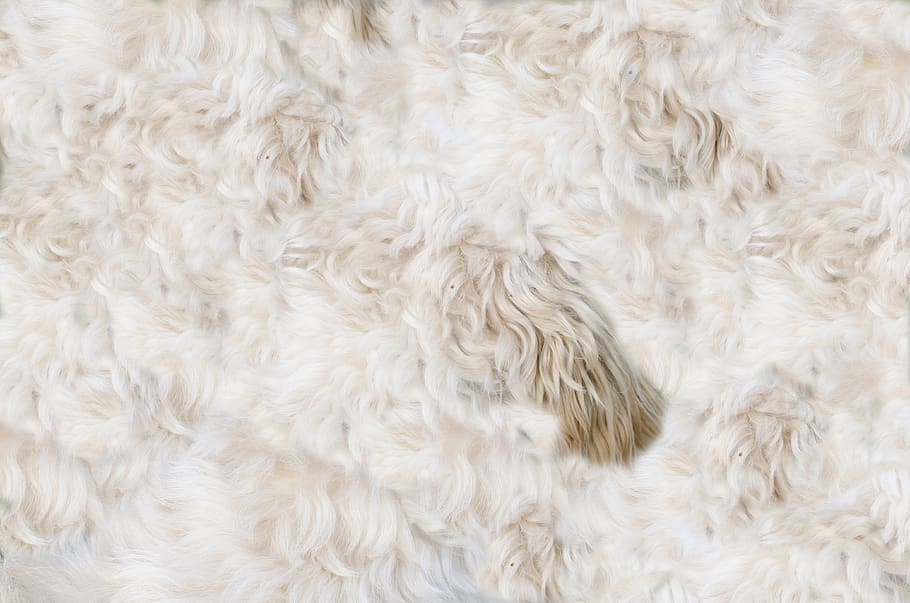 backgrounds, full frame, no people, white color, close-up, pattern HD wallpaper