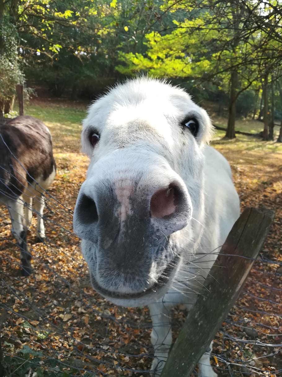 donkey, animals, head, snout, animal themes, mammal, domestic animals HD wallpaper