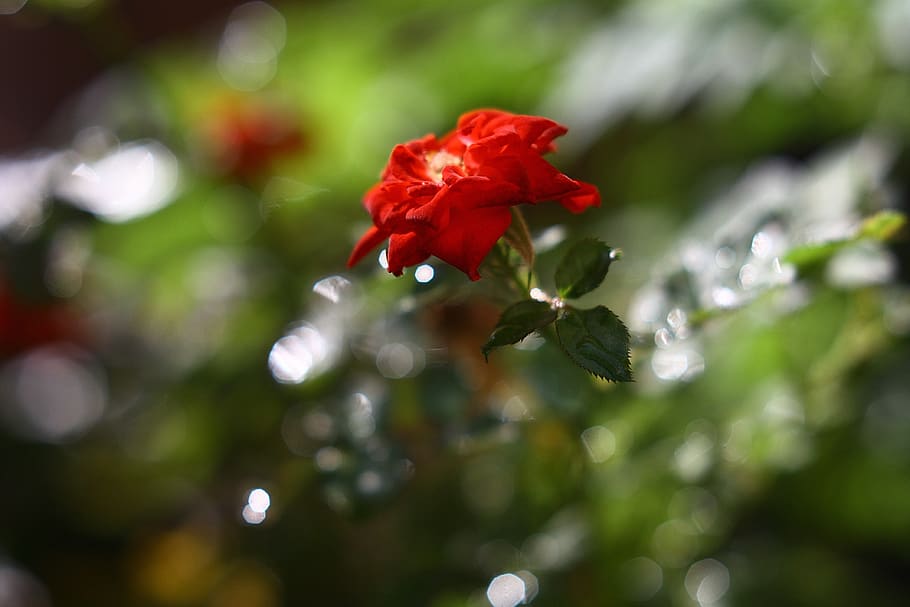 rosa, nature, red, landscape, beauty, flower, plant, flowering plant HD wallpaper