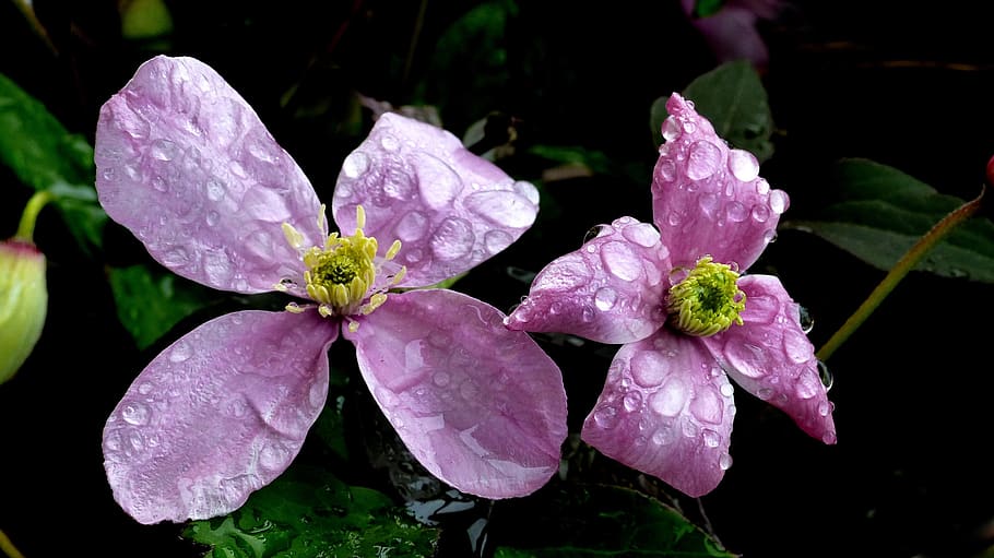 flower, clematis, mountain, himalayan, anemone, close up, floral HD wallpaper