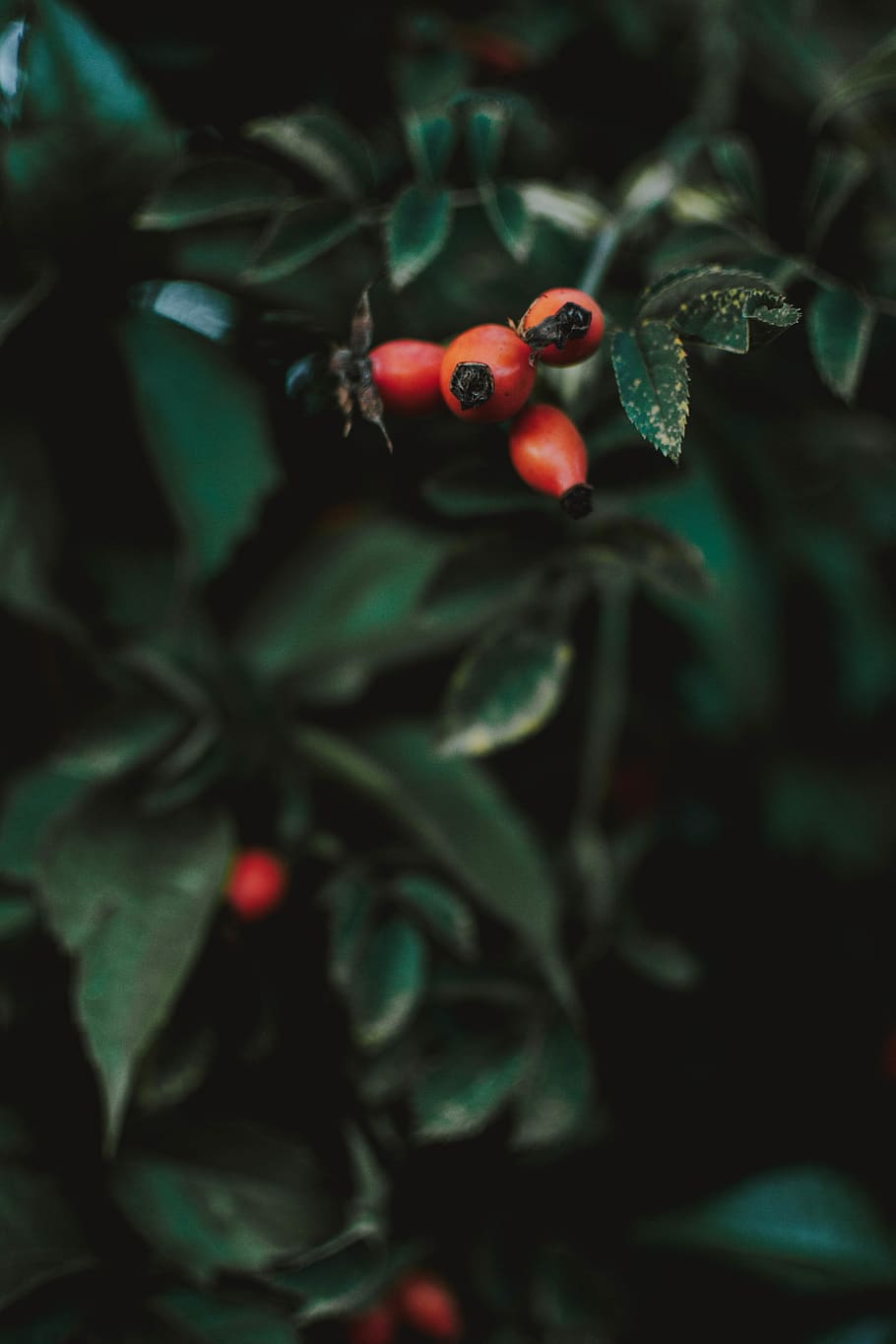 food, close-up, growth, food and drink, healthy eating, red HD wallpaper
