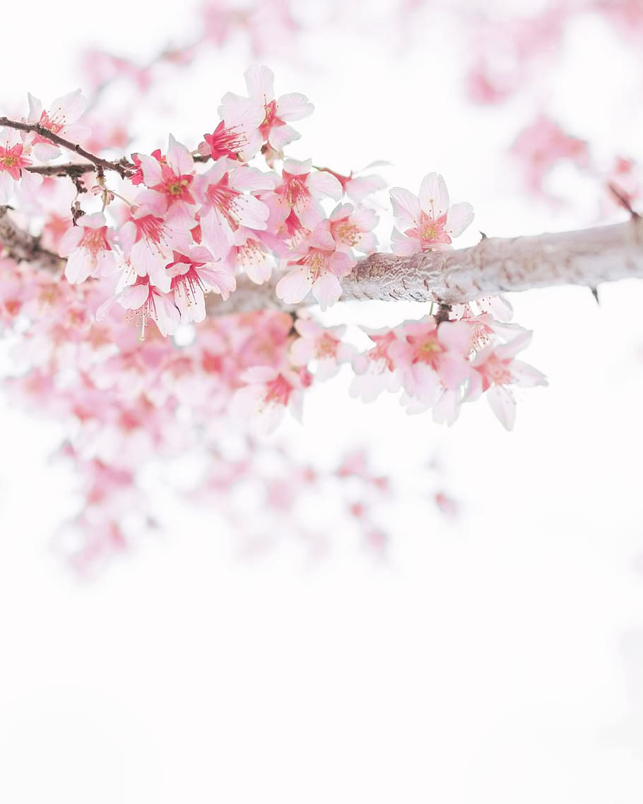 pink cherry blossoms, flower, flowering plant, freshness, pink color HD wallpaper