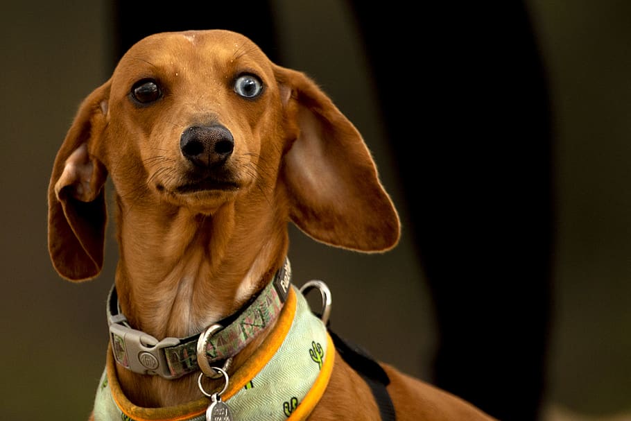 brown dog with collar and leash, canine, one animal, domestic HD wallpaper
