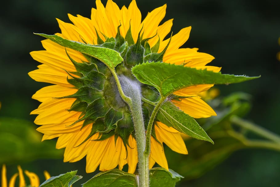 sunflower, plant, helianthus, common, tall, annual, perennial, HD wallpaper