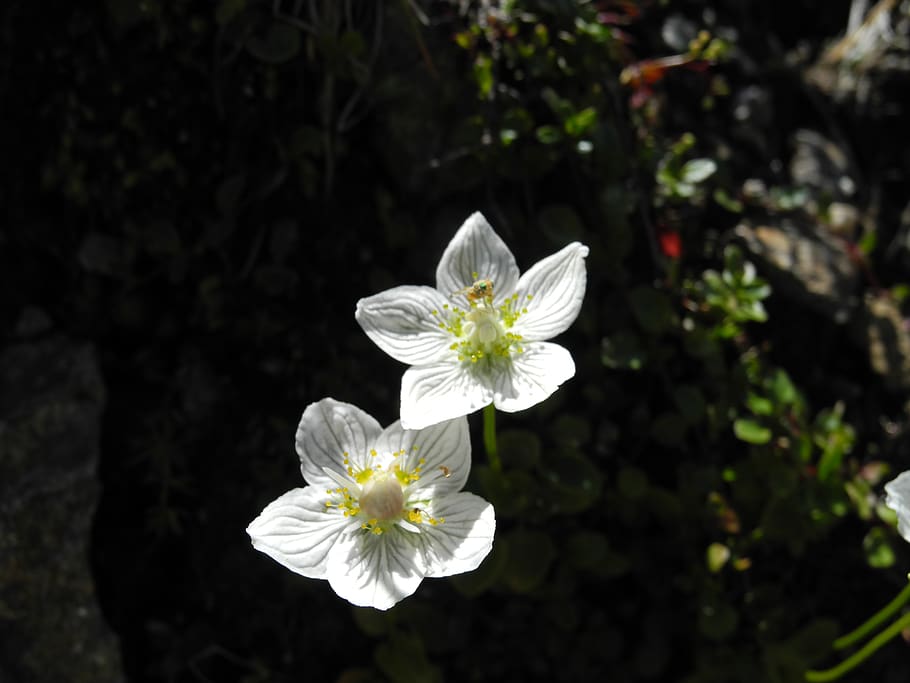 pflanze, close shot, flowering plant, fragility, freshness HD wallpaper
