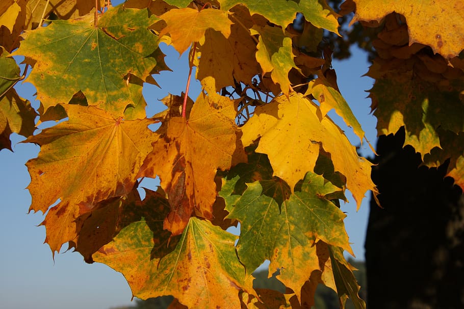 autumn, leaves, tree, nature, forest, fall foliage, colorful HD wallpaper