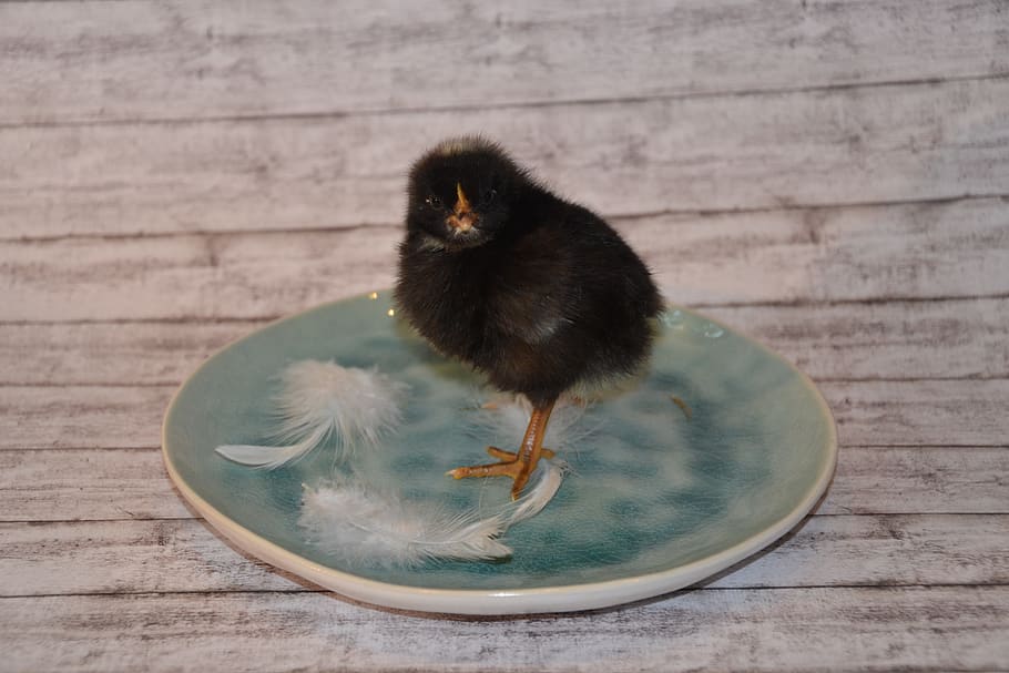 chicks, black, fluffy, cute, bird, chicken, young, animal, easter HD wallpaper