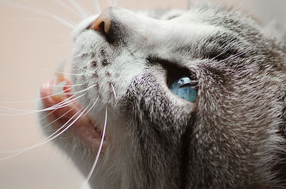 Close Photo of Gray and White Cat, adorable, animal, cat face HD wallpaper