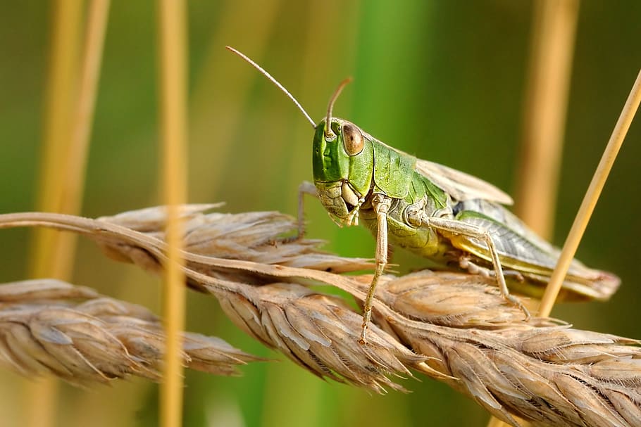 Green Grasshopper on Wheat, blur, close-up, environment, field HD wallpaper