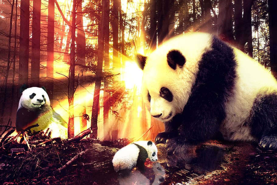 sun, panda, forest, water, fantasy, wild, nature, animal, animal themes HD wallpaper