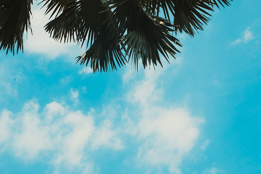 Coconut Tree Under Blue Sky, clouds, daylight, nature, palm, perspective HD wallpaper