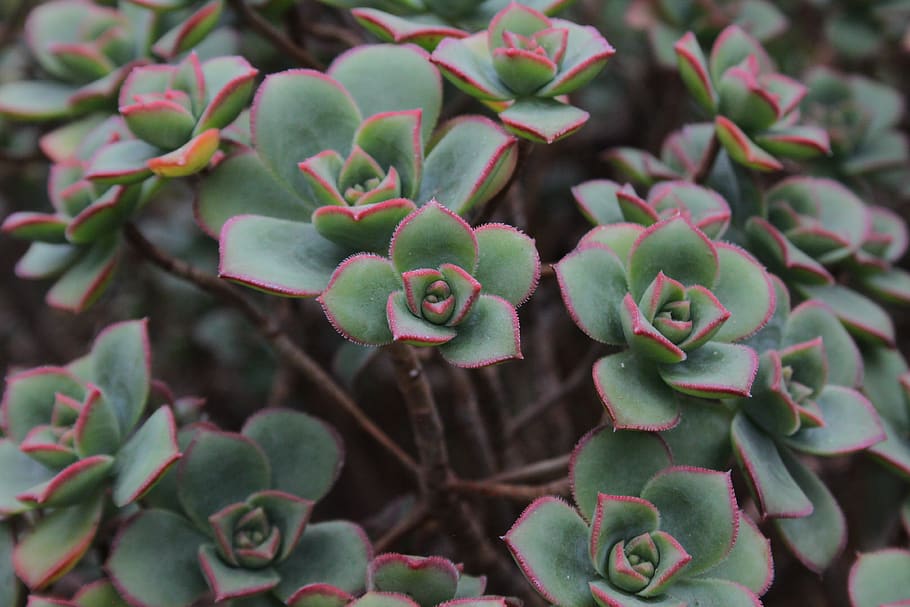 succulent, green, red, leaves, aeonium, nature, plant, growth, HD wallpaper